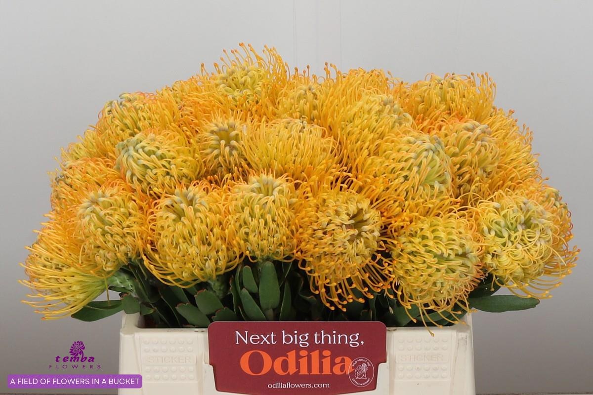 Нутанс Елена 35, шт.