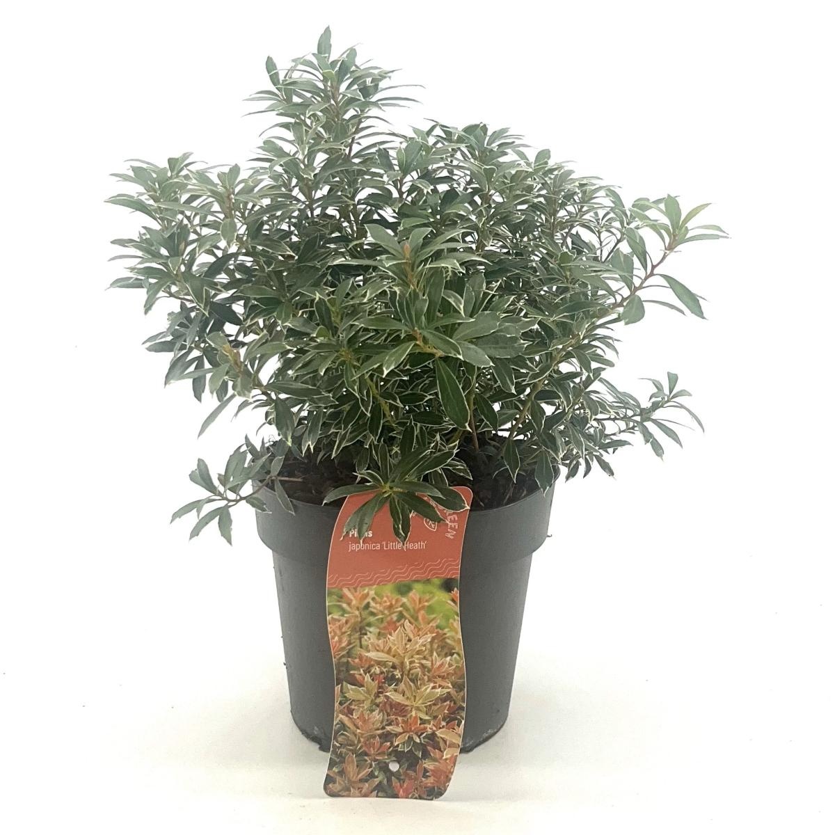 Pieris jap. 'Little Heath', D 17