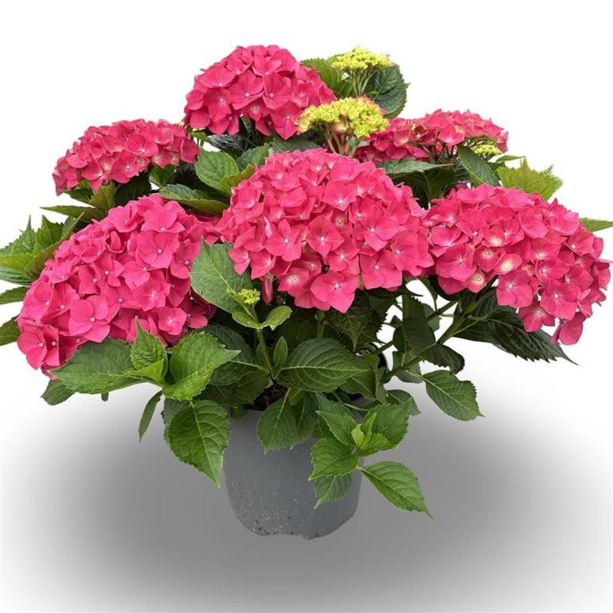 Hydrangea m. 'Leuchtfeuer', rood, D 32 cm