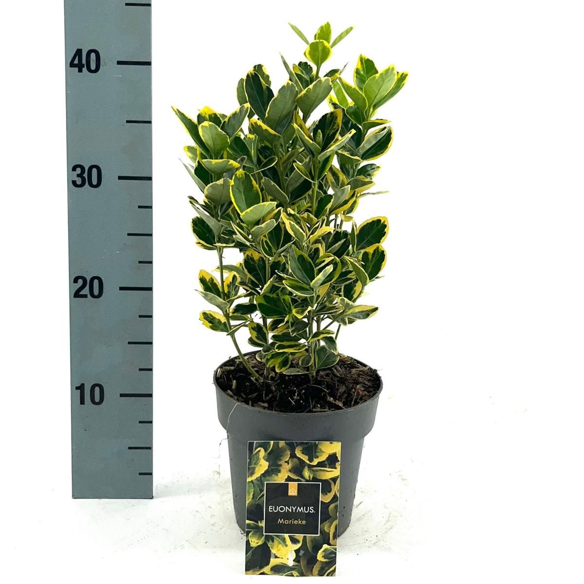 Euonymus jap. Marieke, D 15