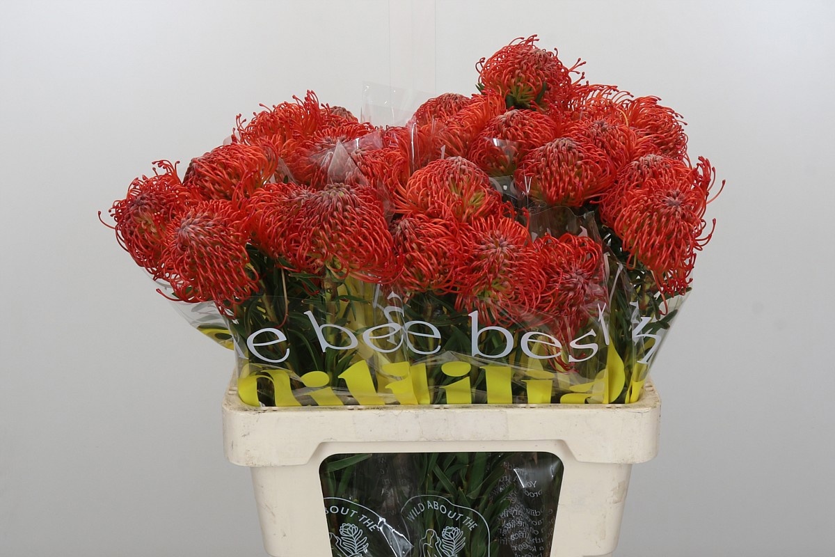 Нутанс Саксешн (оранж.) 60, шт.