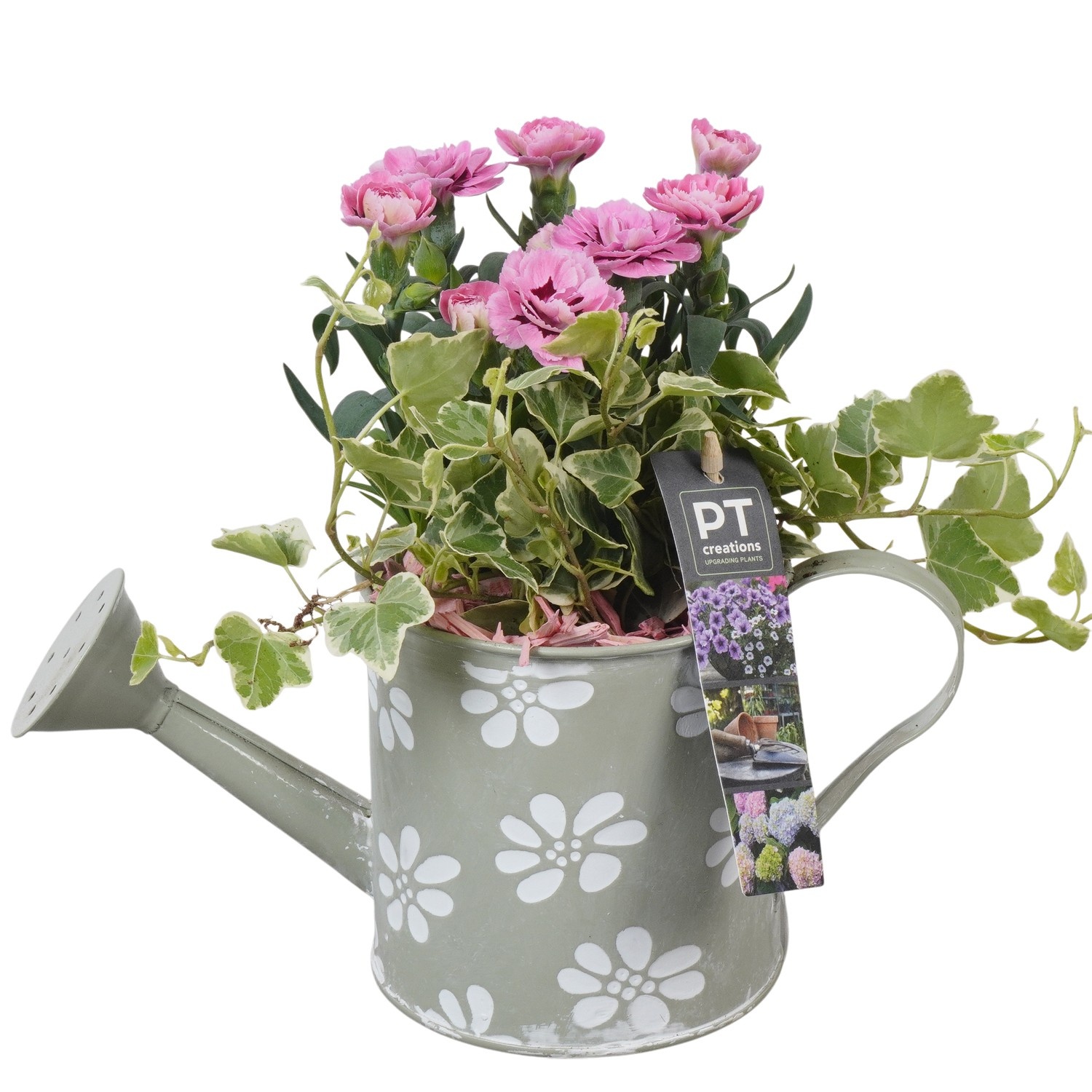 PTPP6897 Arrangement Patio in metalen gieter, D 11