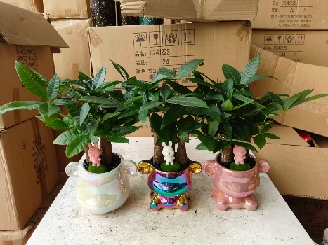 Пахира Флауинг Вилт ин Три Фортунес 11 35