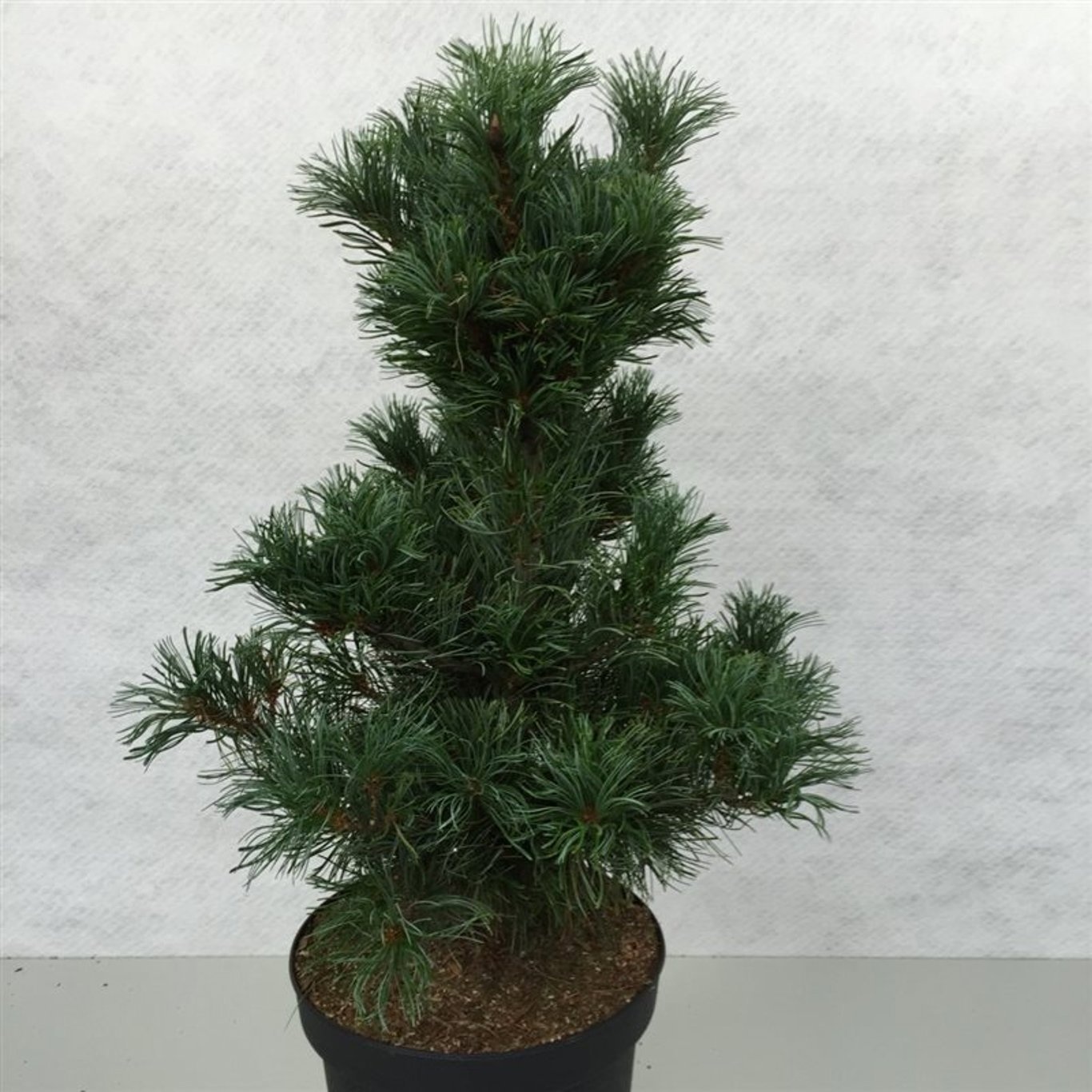Pinus parviflora 'Bonsai', D 29 cm Pinus parviflora 'Bonsai', D 29 cm