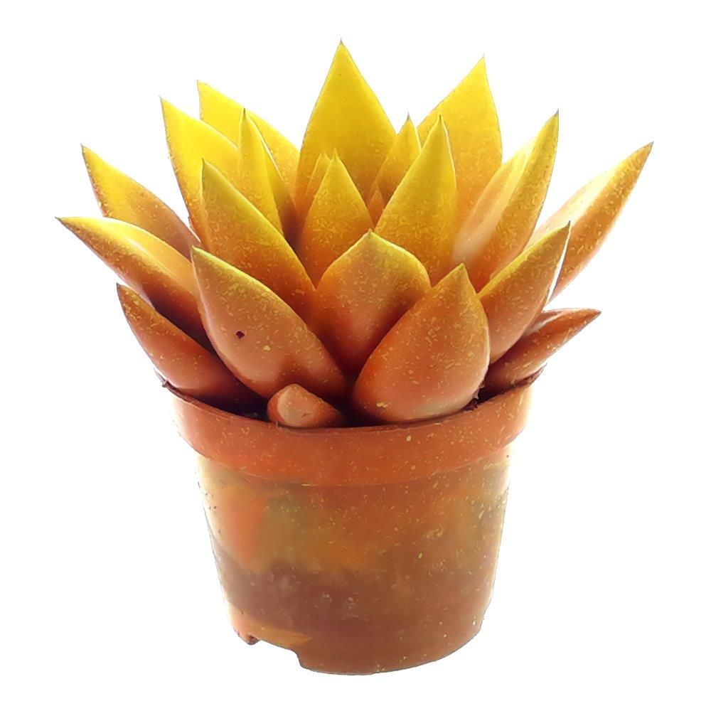 Miranda bicoloured orange/yellow, D 6