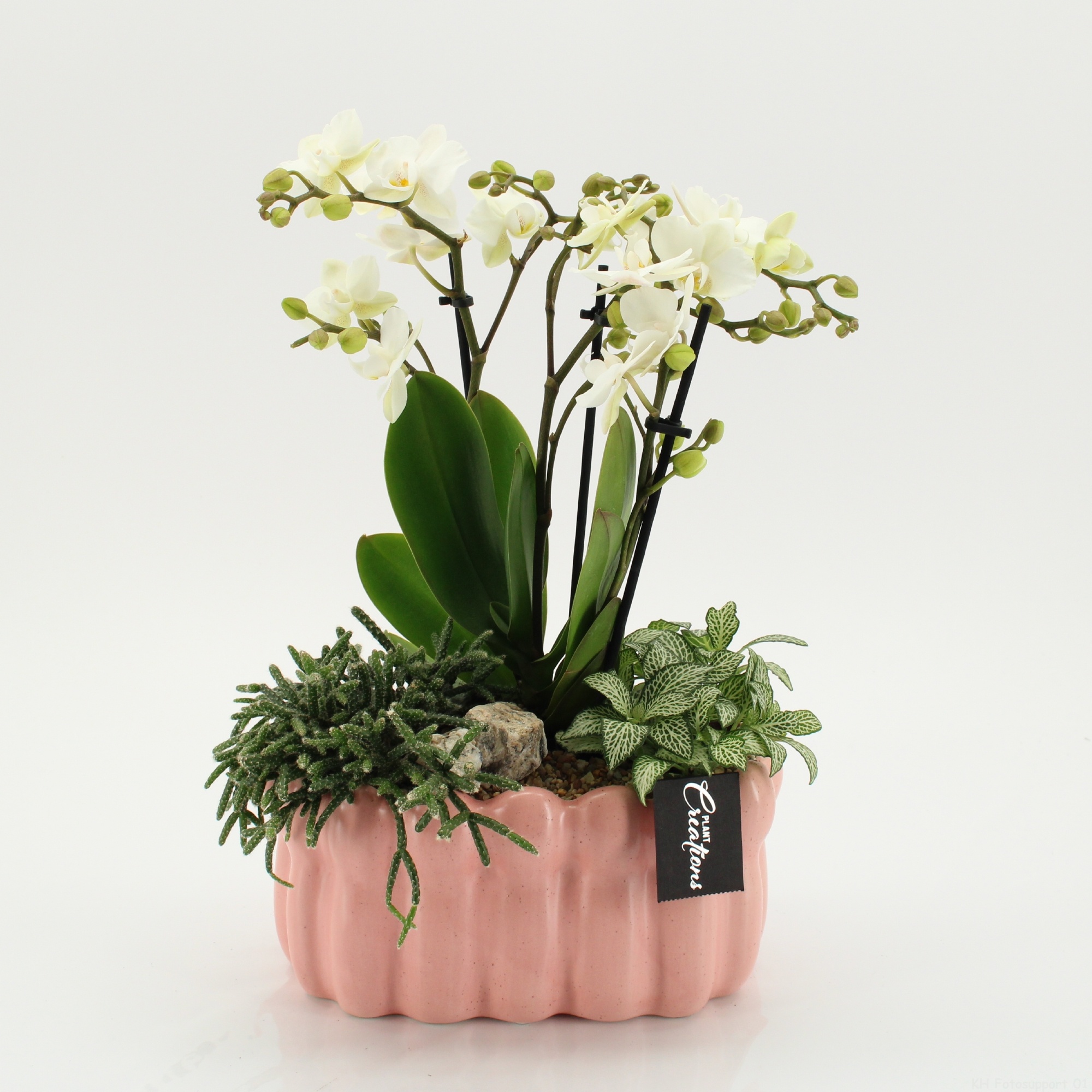 PHAL-2640W Phalaenopsis creatie, D 23