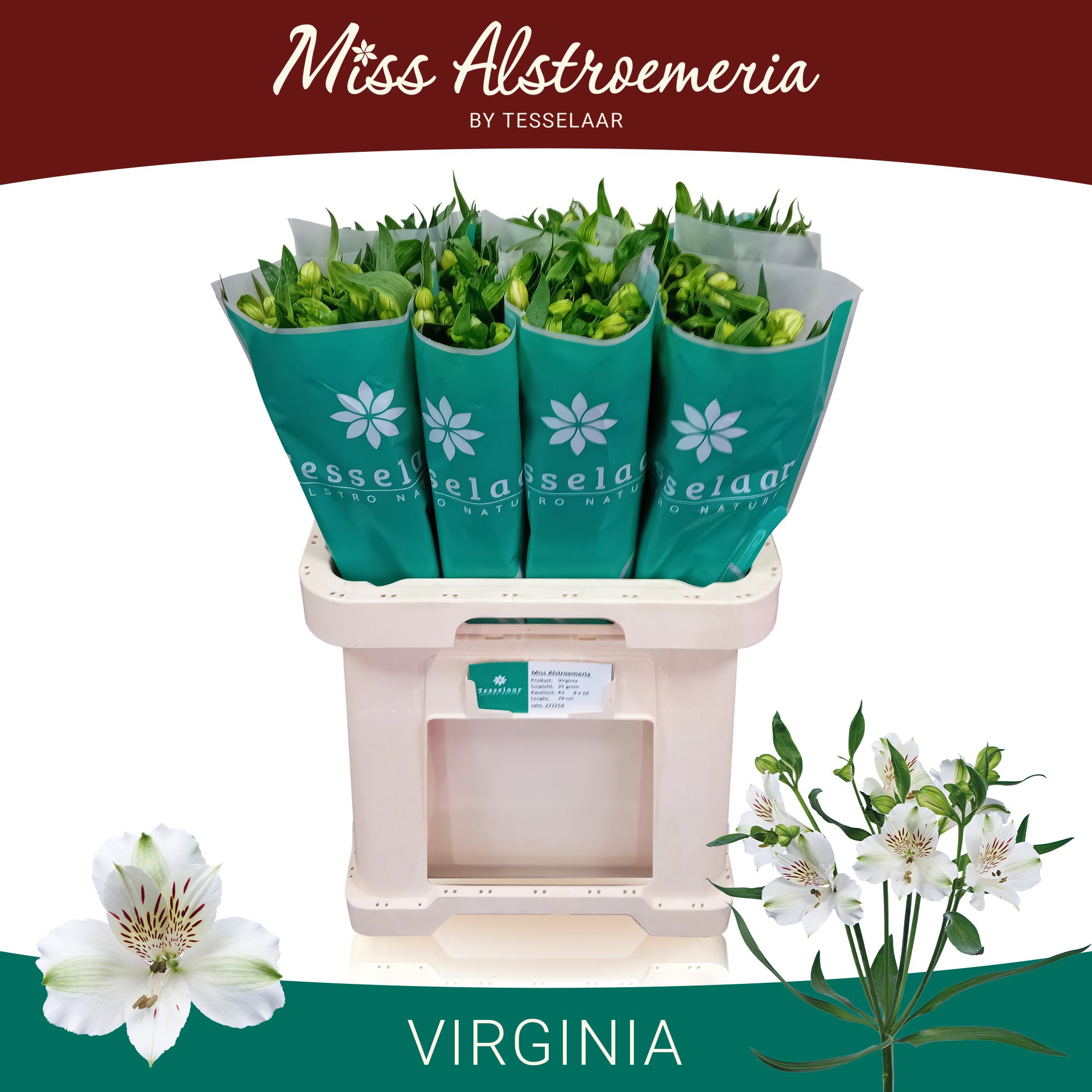 Альстромерия Вирджиния (бел.), шт.