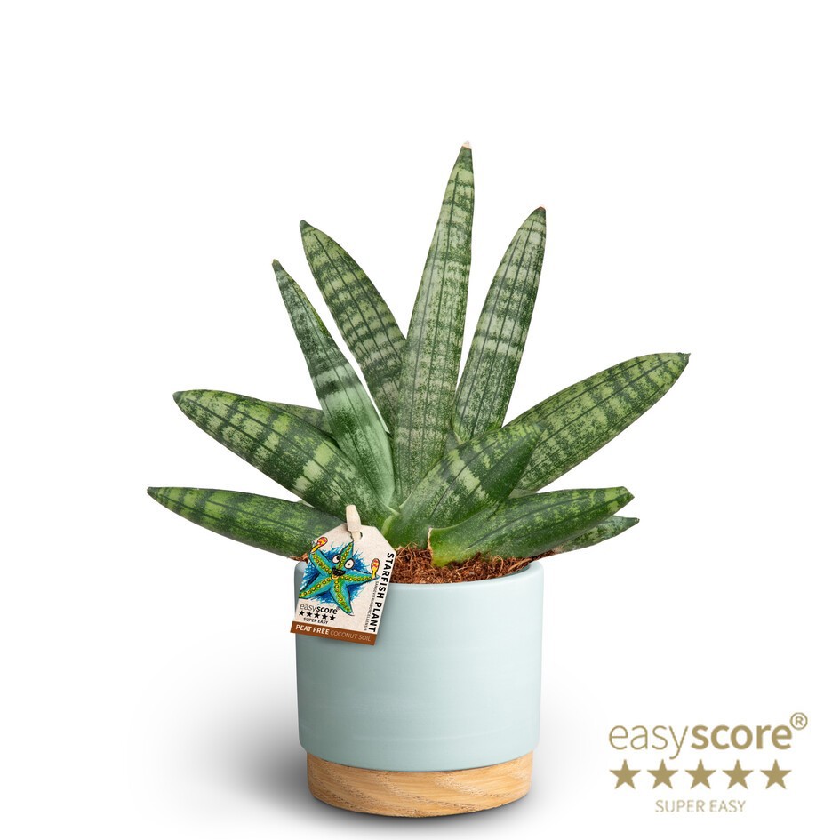 SANSEVIERIA BONCELLENSIS 40930087 Woodbase Sky, D 10
