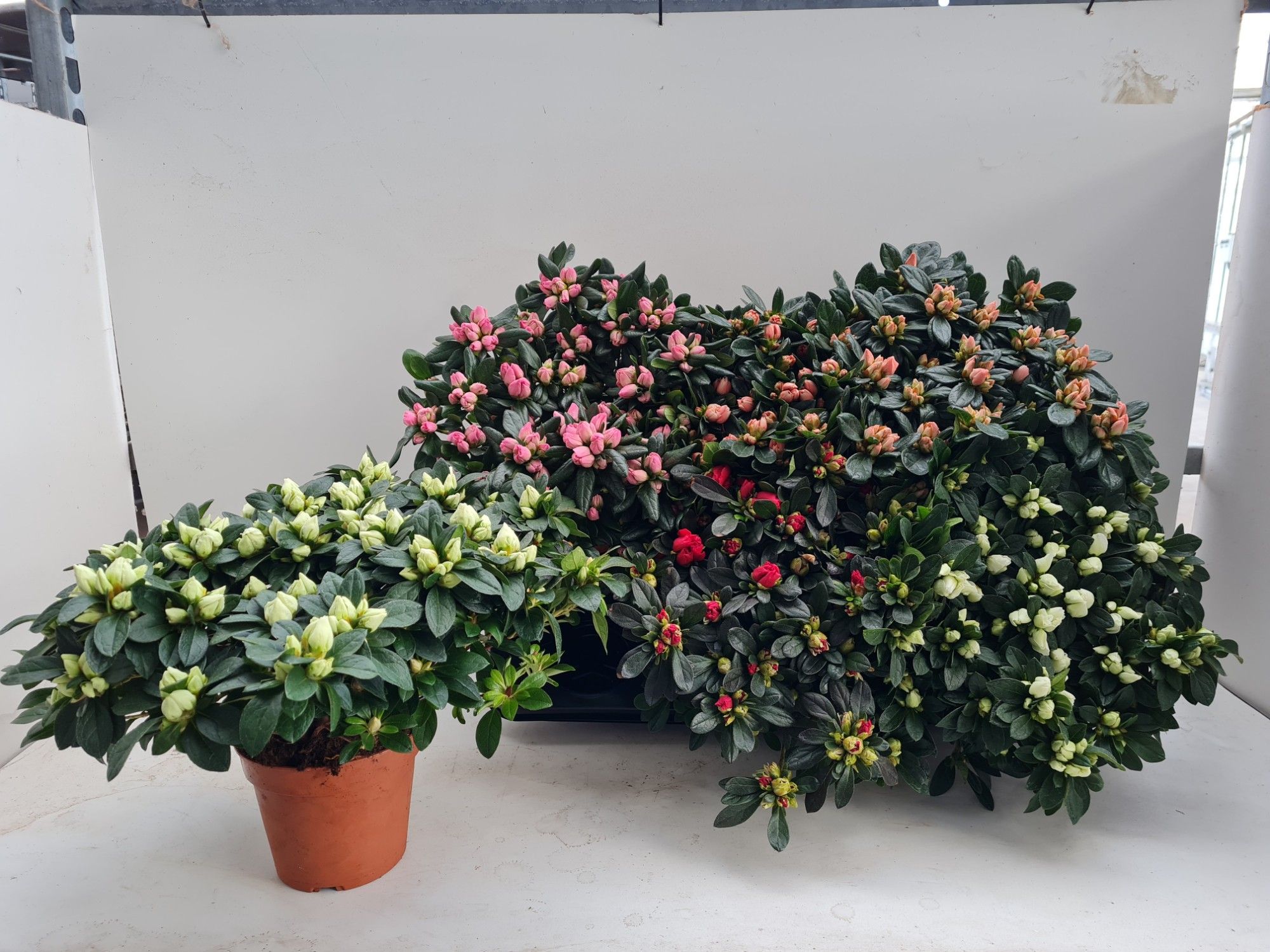 Azalea - Late soorten mix, D 14