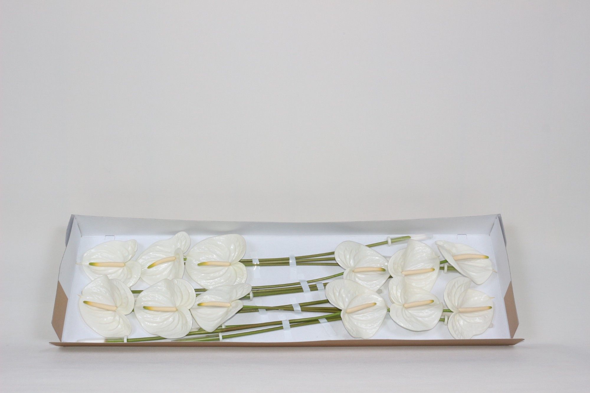 Антуриум Эспае x12, шт.