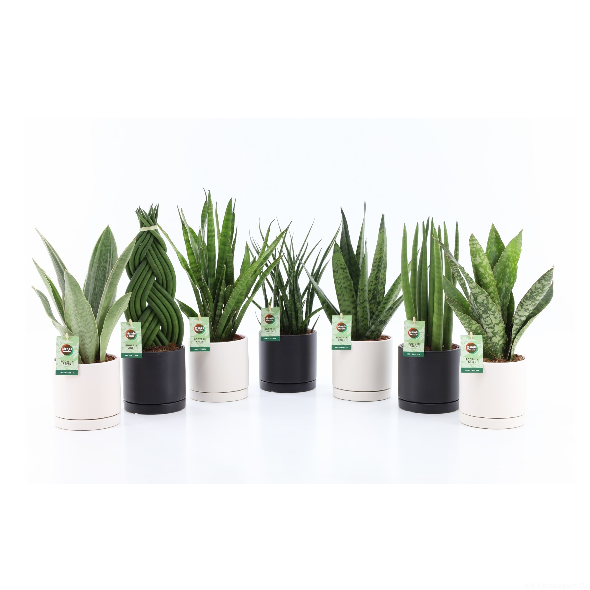 Sansevieria Specialties Mix in Hainan keramiek, D 13