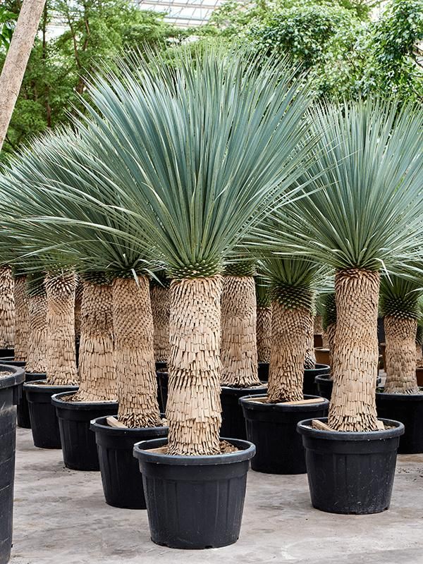 Yucca rostrata (190-200), D 55