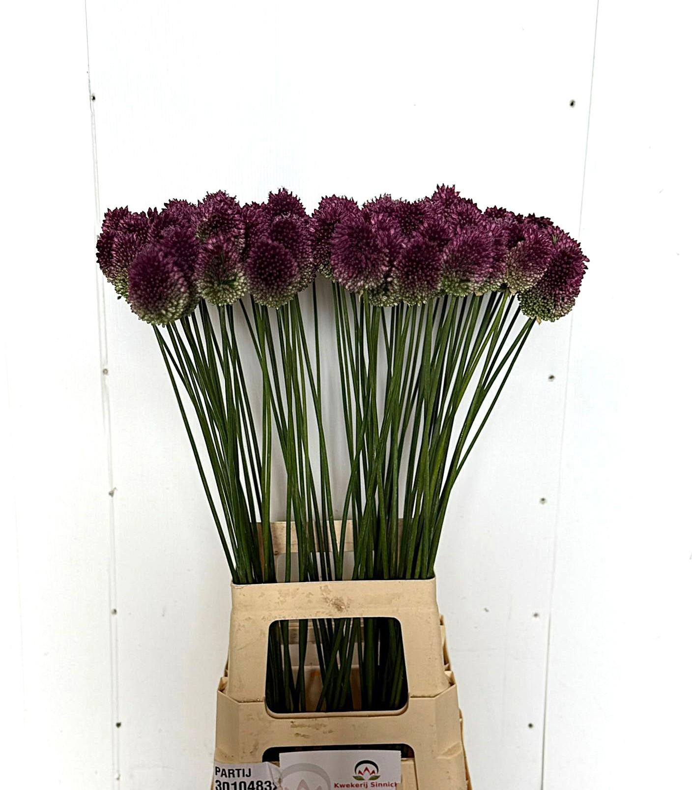 Аллиум Сфароцефал 80, шт.