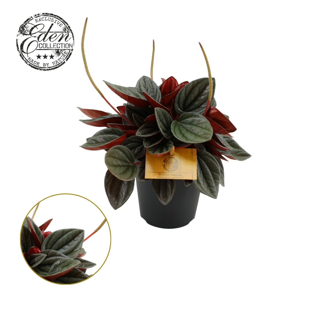 Peperomia Santorini 12cm, D 12 cm