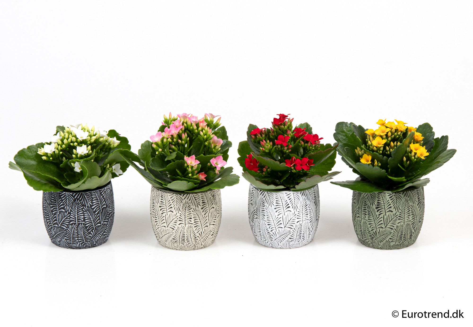 Kalanchoe in ceramic - New Look 2025, D 6