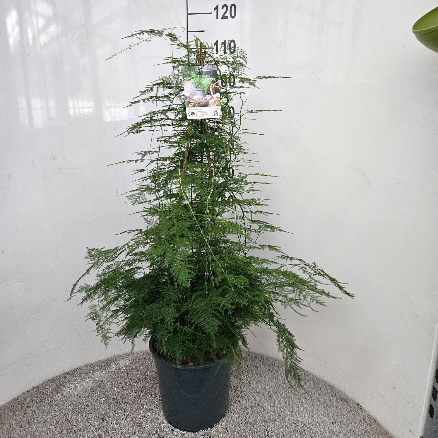 Asparagus setaceus, D 27