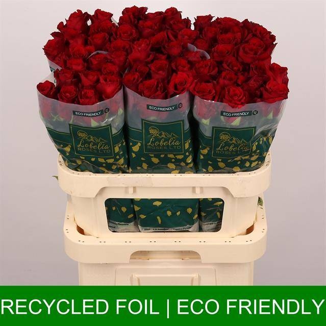 Роза од. Эксплорер 80 (красн.), шт.