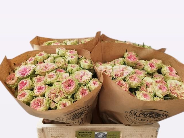 Роза куст. Грэндмас Дэйзи 50, шт.