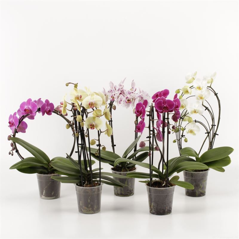 Phalaenopsis overig Shapes mix, D 12