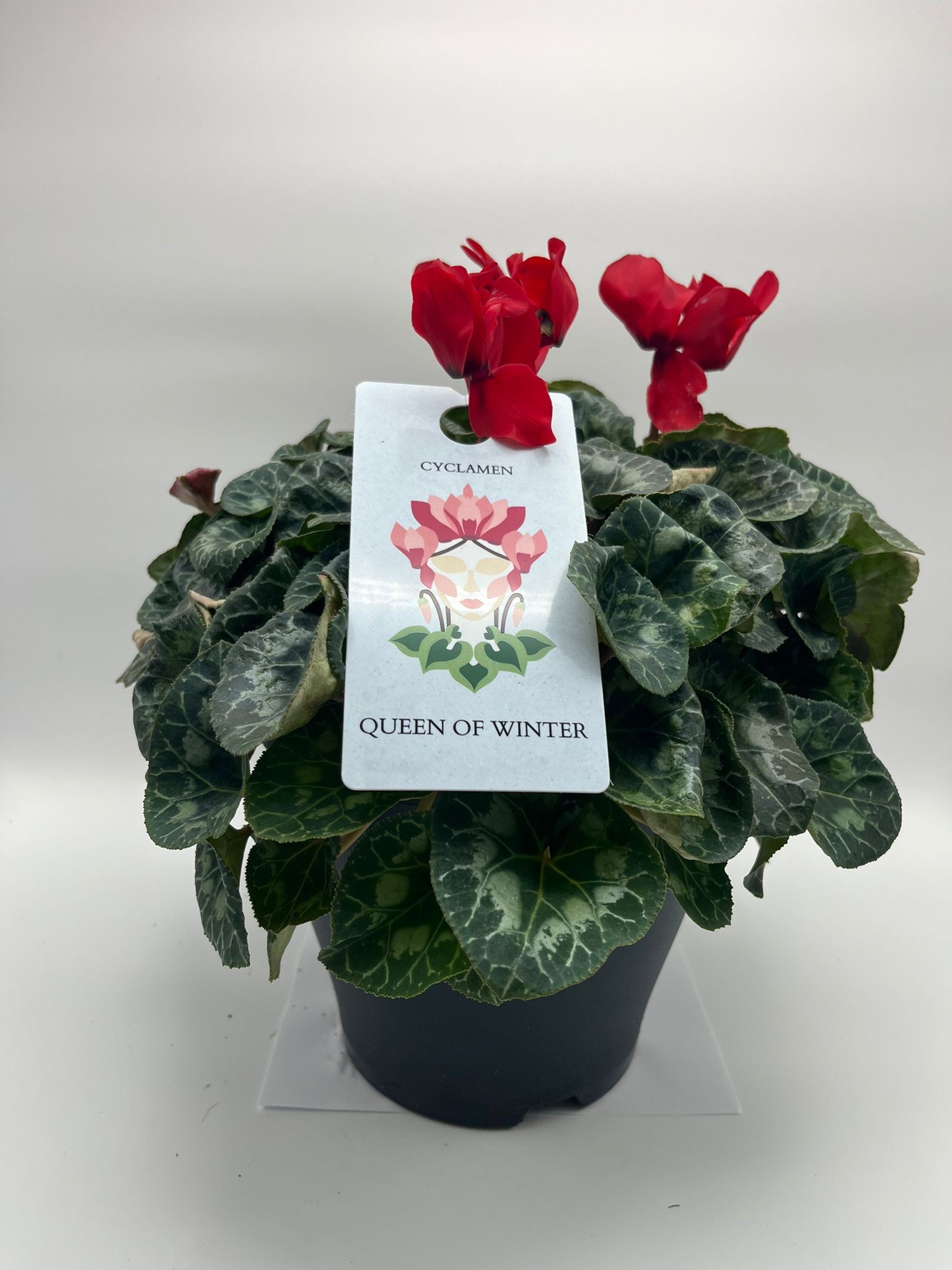 CYCLAMEN MAMMOTH ROOD, D 23