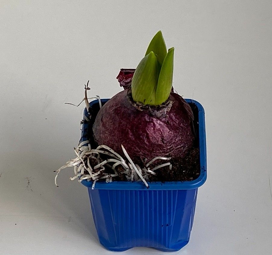 7 cm hyacint blue pearl, D 7