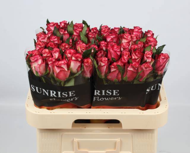 Роза од. Спарк Кондор 60, шт.