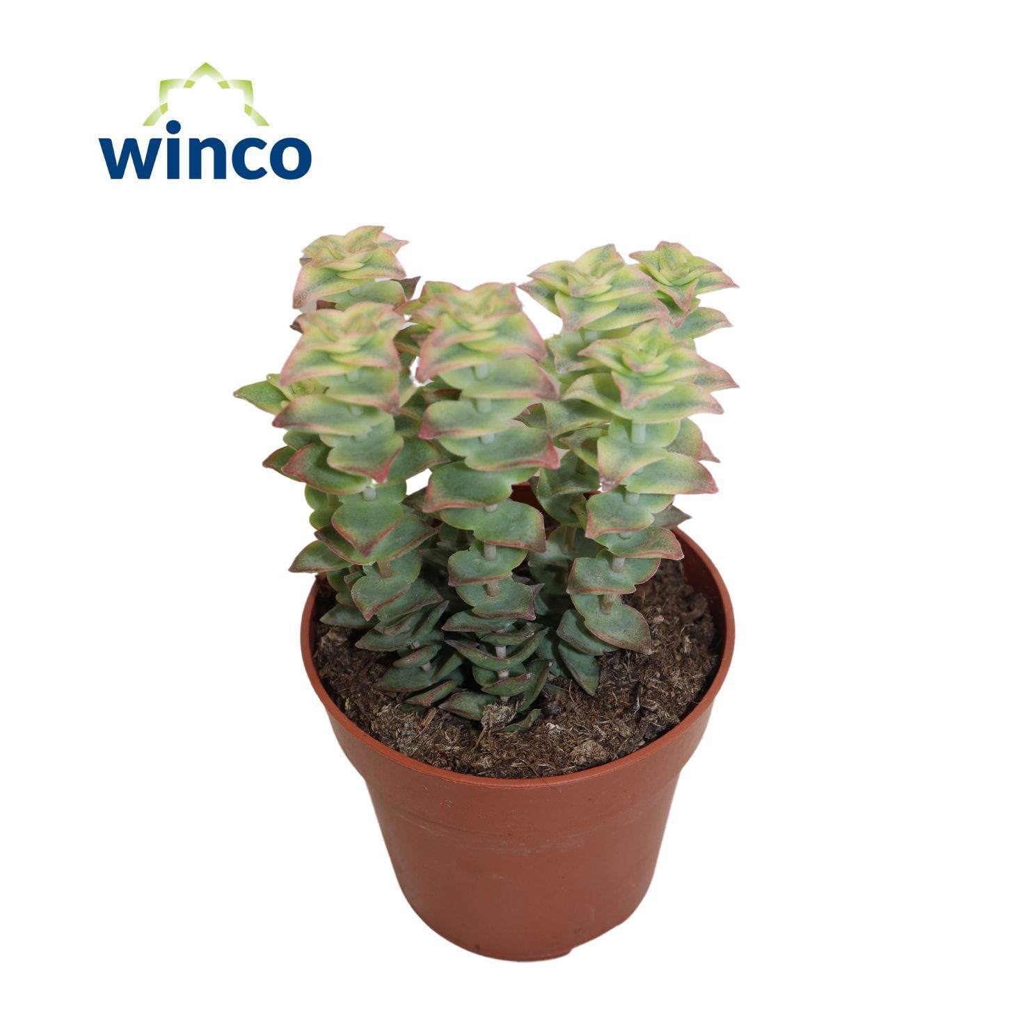 Crassula Perforata Variegata, D 8,5 cm