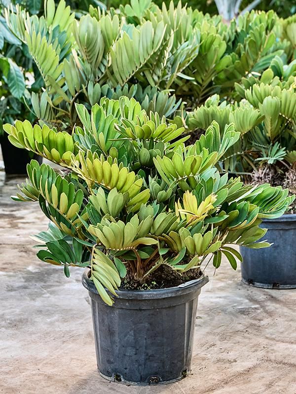 Zamia furfuracea (80-100), D 40