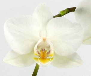 Phal. 1 tak Weiß 9 cm Topf 'Table Dance', D 9