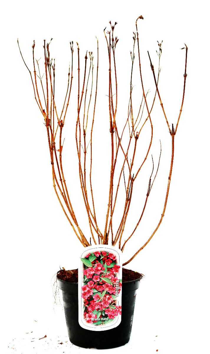 Weigela 'Bristol Ruby', D 19 cm