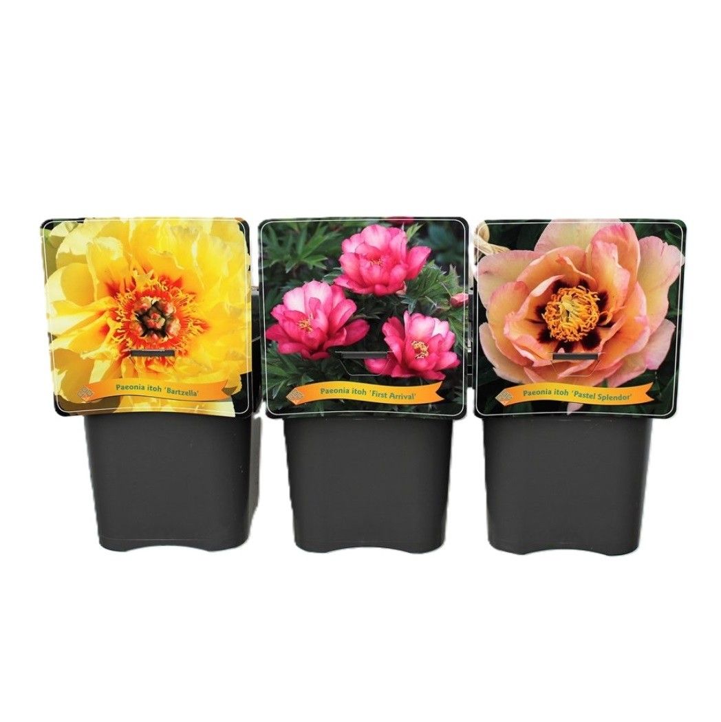 Paeonia itoh mix laag C5, D 21
