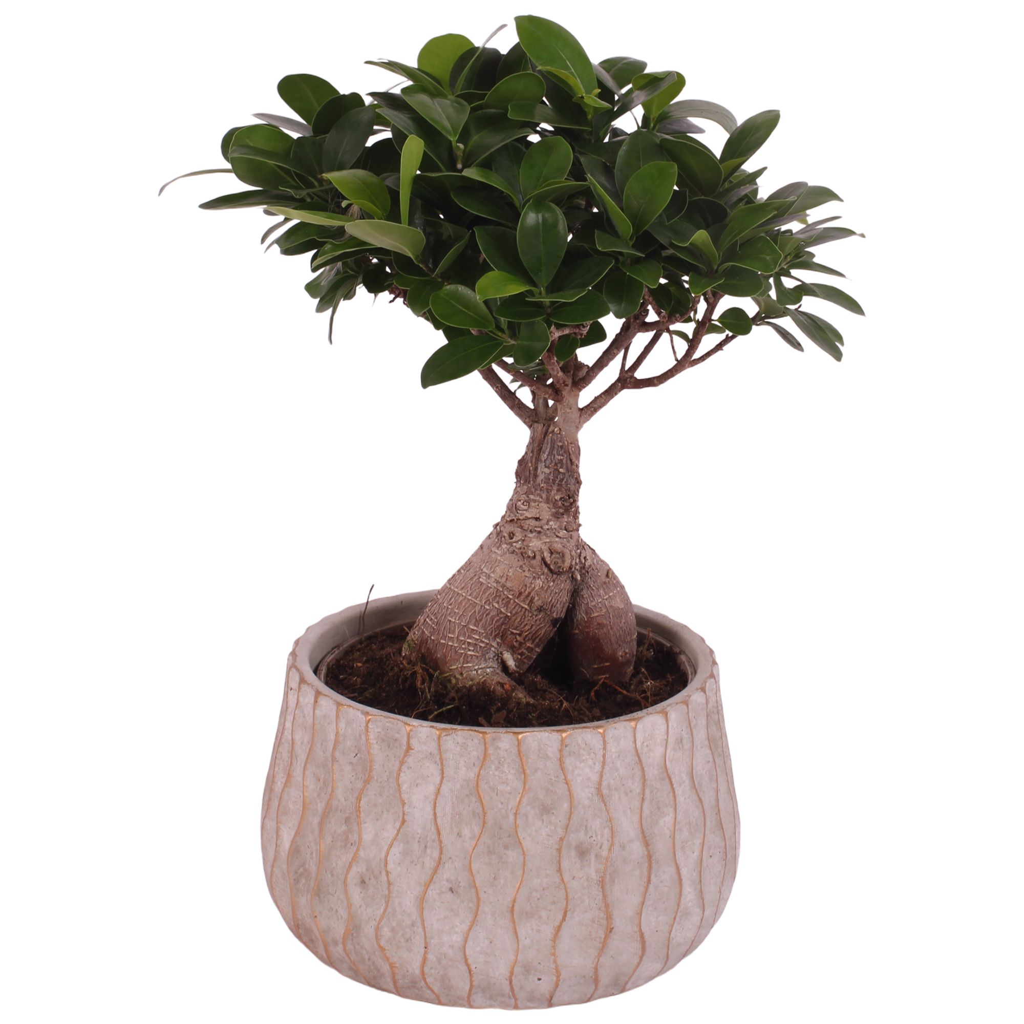 Ficus m. Ginseng Ball Shape Ø15cm in Ø19cm Ceramic PL569, D 19