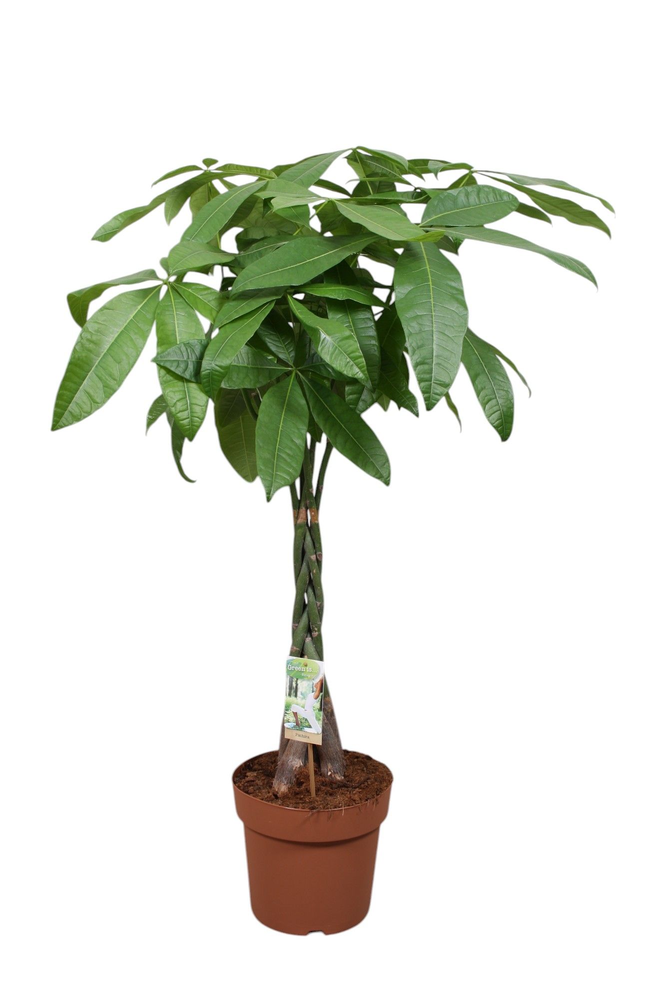 Pachira vlecht, D 24