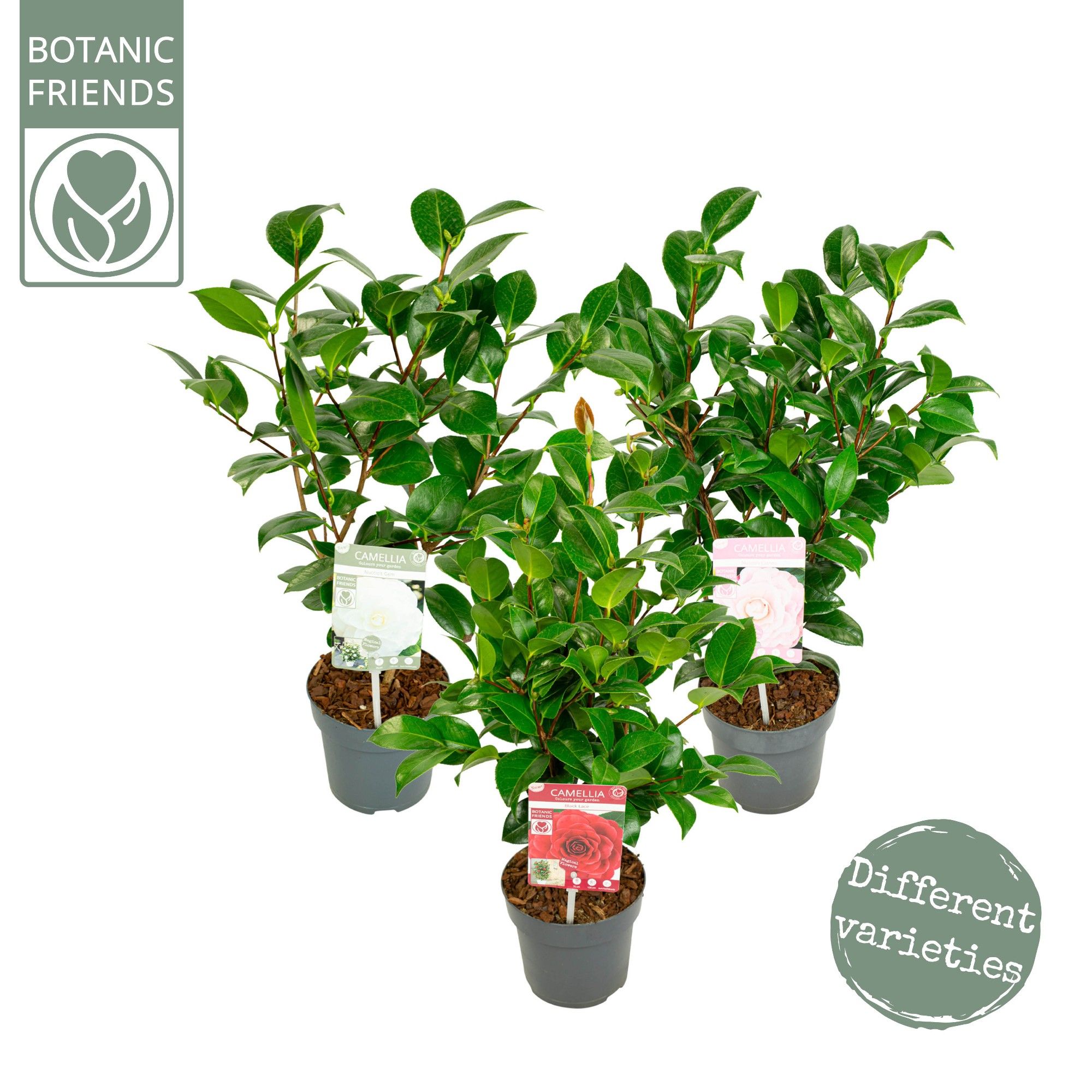 Camellia jap. Diverse mix Premium, D 15