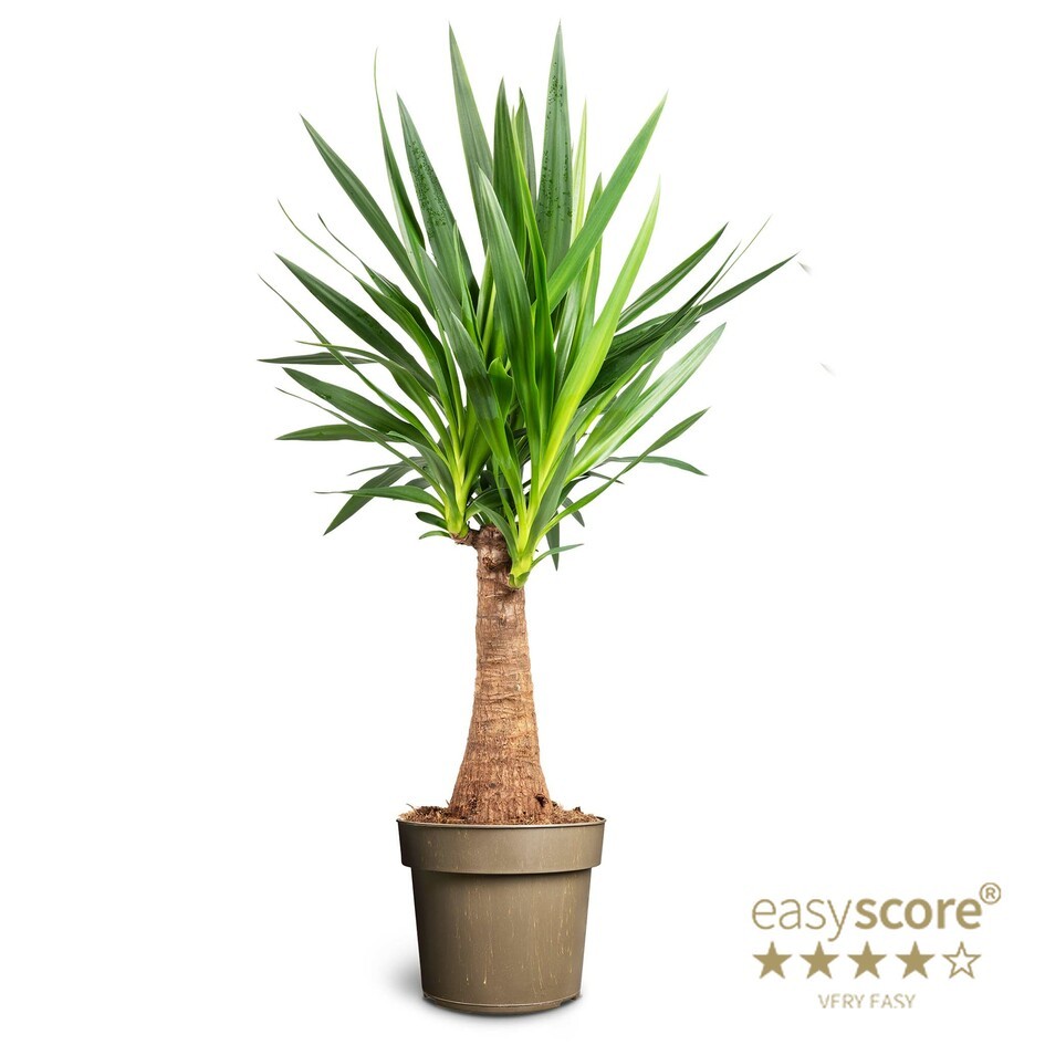 Yucca gigantea, Bottle, D 24