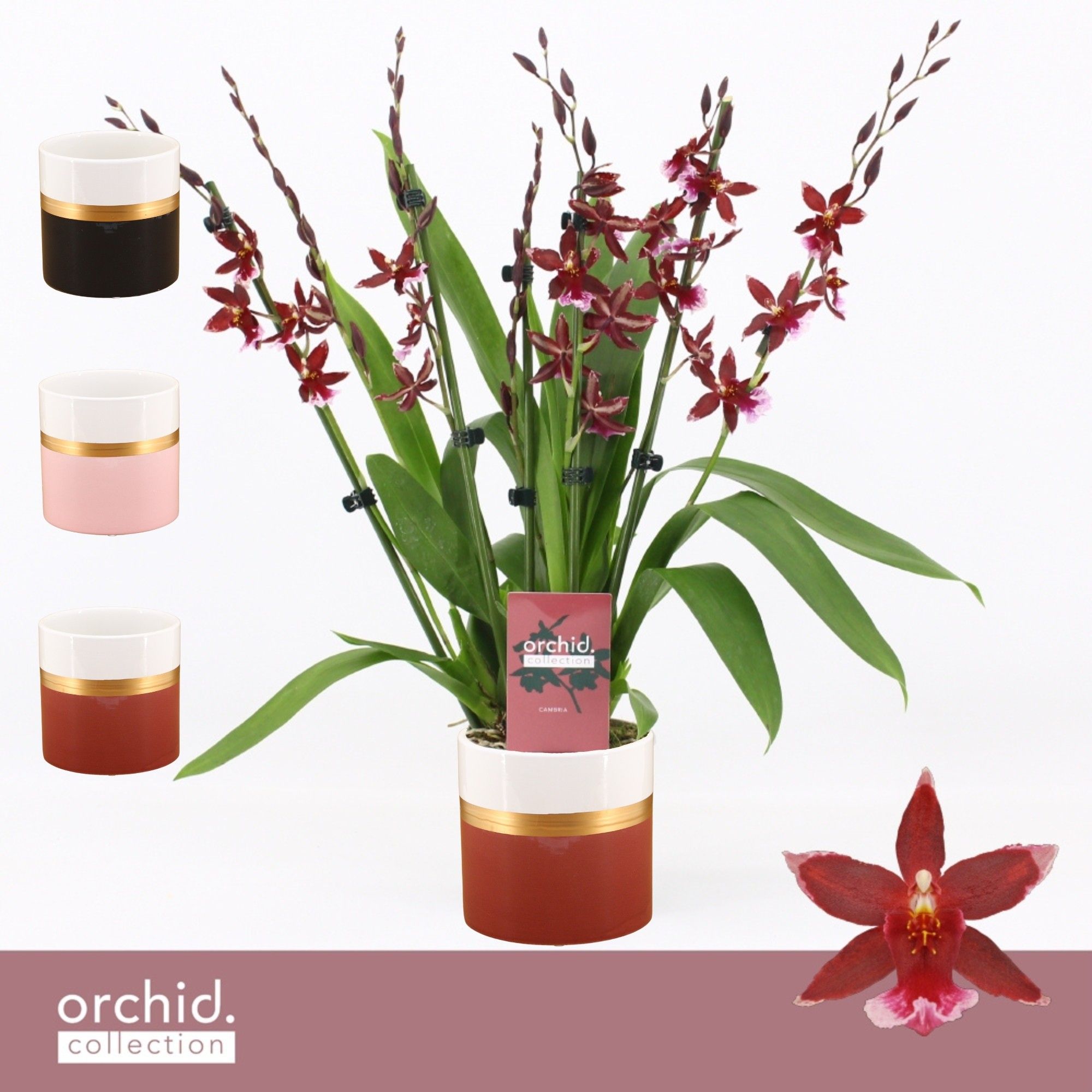 Barrocco Red, 7+ spike Compact in Dolomite Horizon 'Orchid Collection', D 12