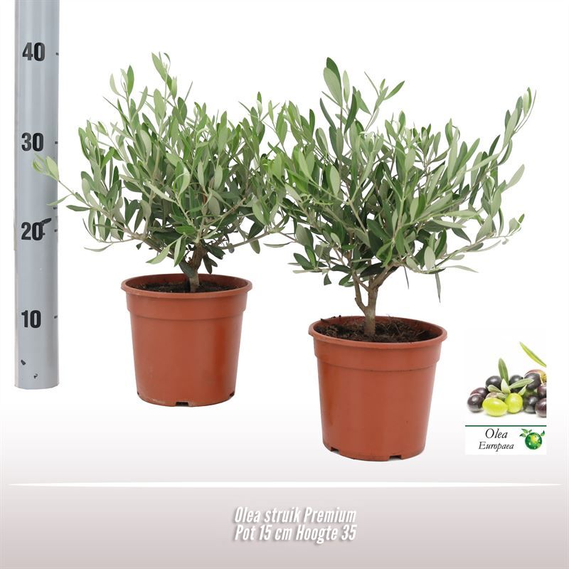 Olea struik, D 15