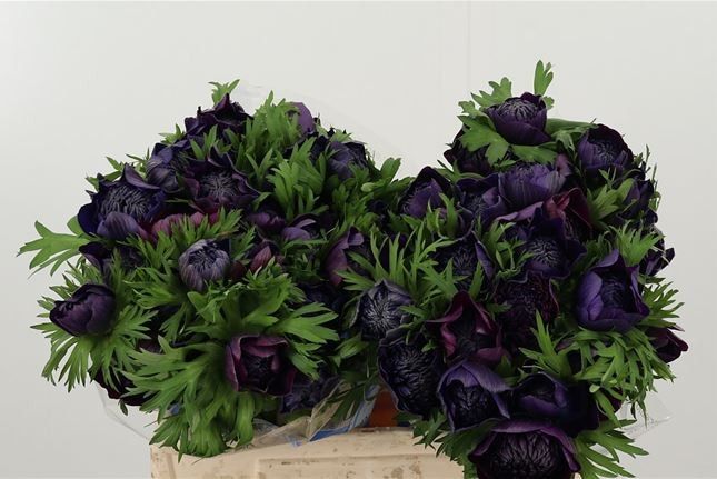 Анемон Леван Россо 35 (красн.), шт.