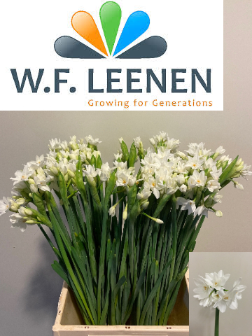 Нарцисс куст. Зива, шт.