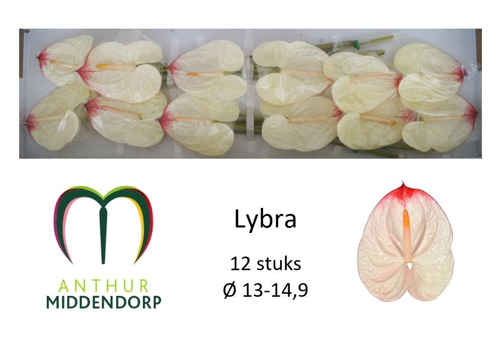 Антуриум Либра x12, шт. Антуриум Либра x12, шт.