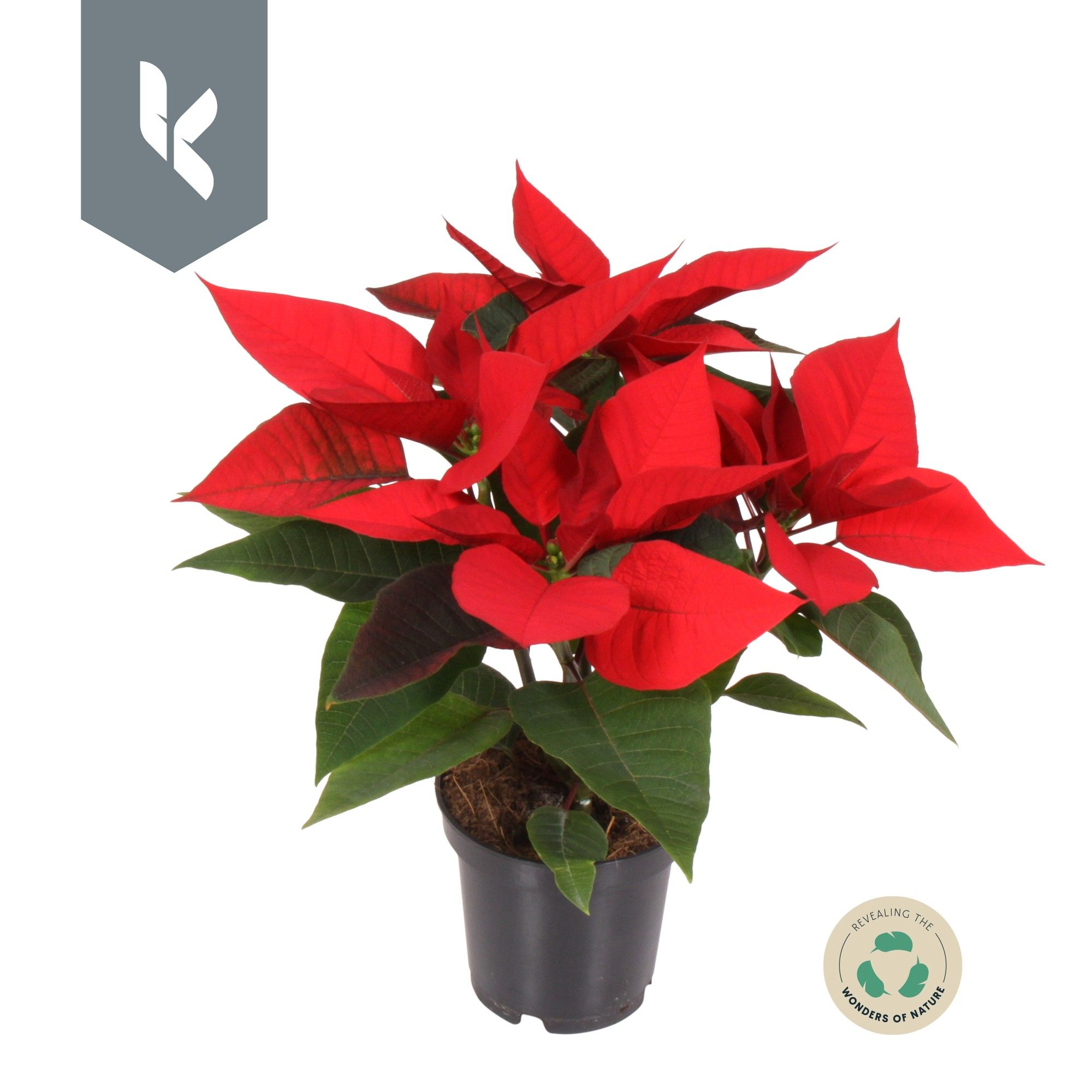 Poinsettia selectie Rood, D 10,5 cm