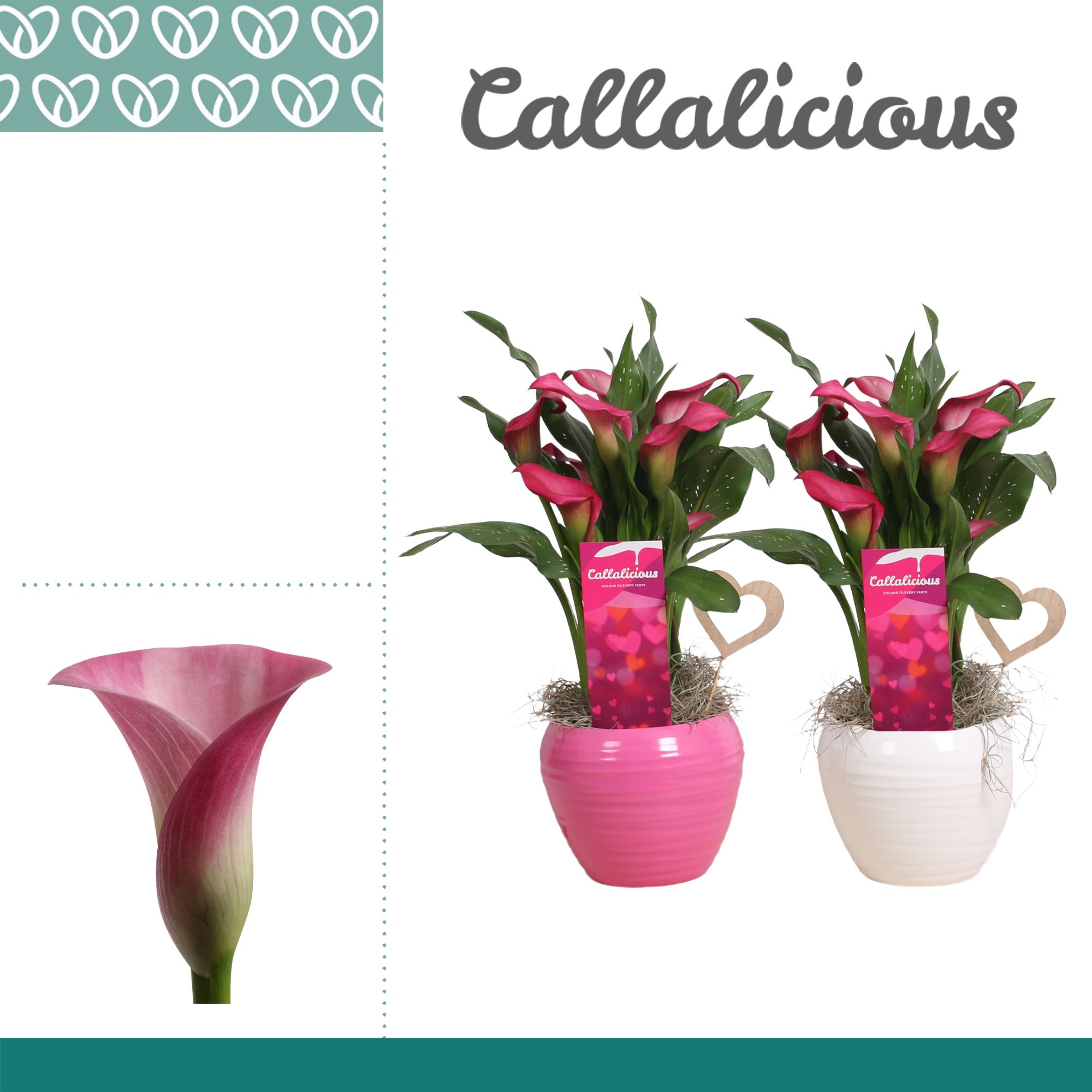 Zantedeschia (Calla) Roze in Ompot Melanie LOVE, D 12