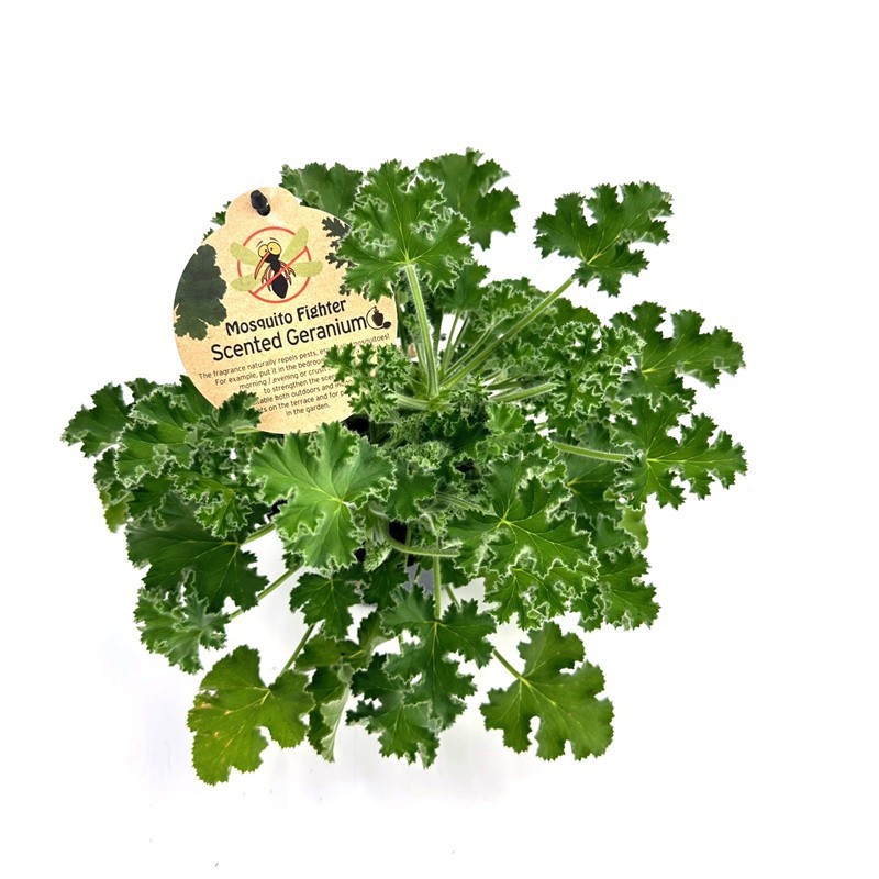 PELARGONIUM GRAVEOLENS 'CITRONELLA', D 12