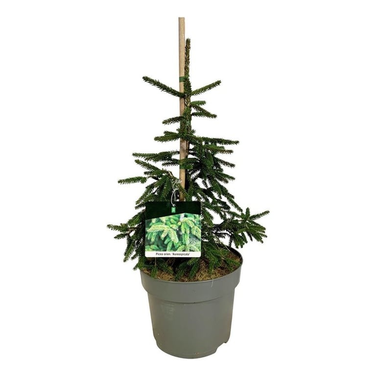 Picea orientalis 'Aureospicata', D 26