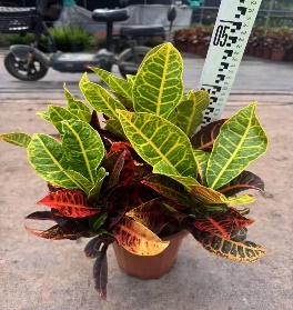 Кодиеум петра 25 40 (предзаказ)