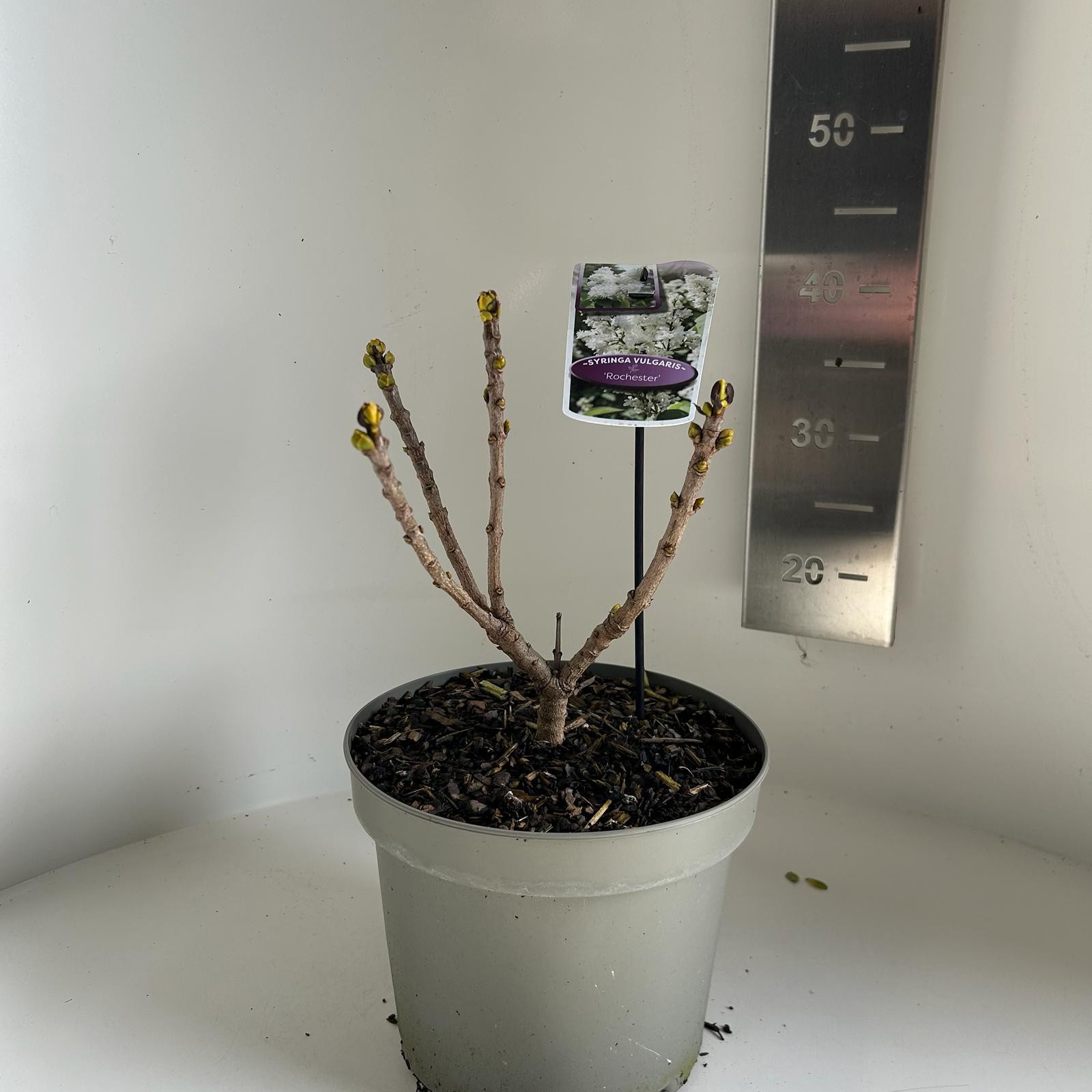 syringa vulgaris rochester, D 23