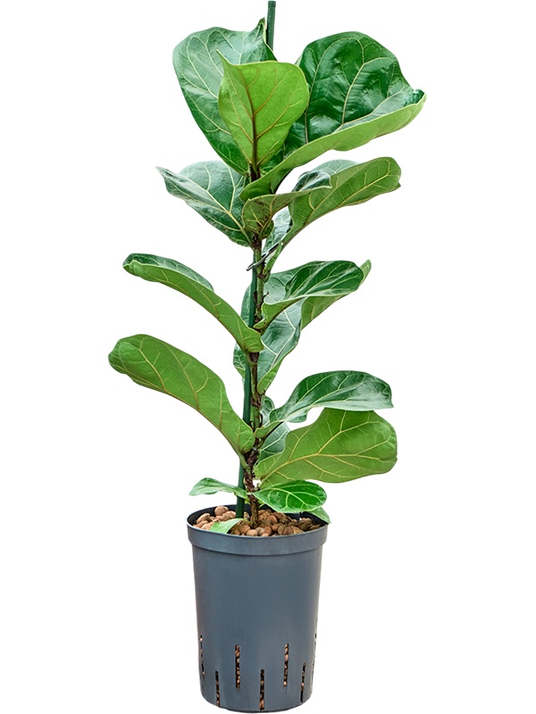 Ficus lyrata 'Bambino', D 15