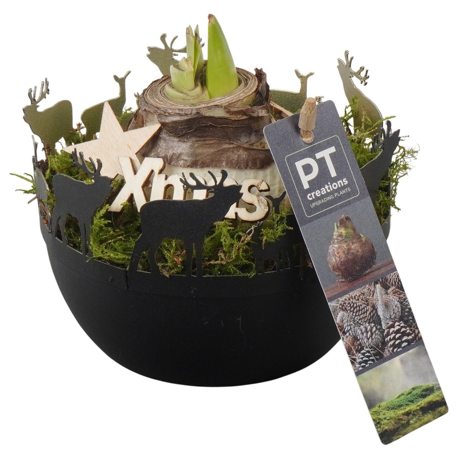 PTACH5873 Arrangement Amaryllis Christmas in metalen pot, D 12