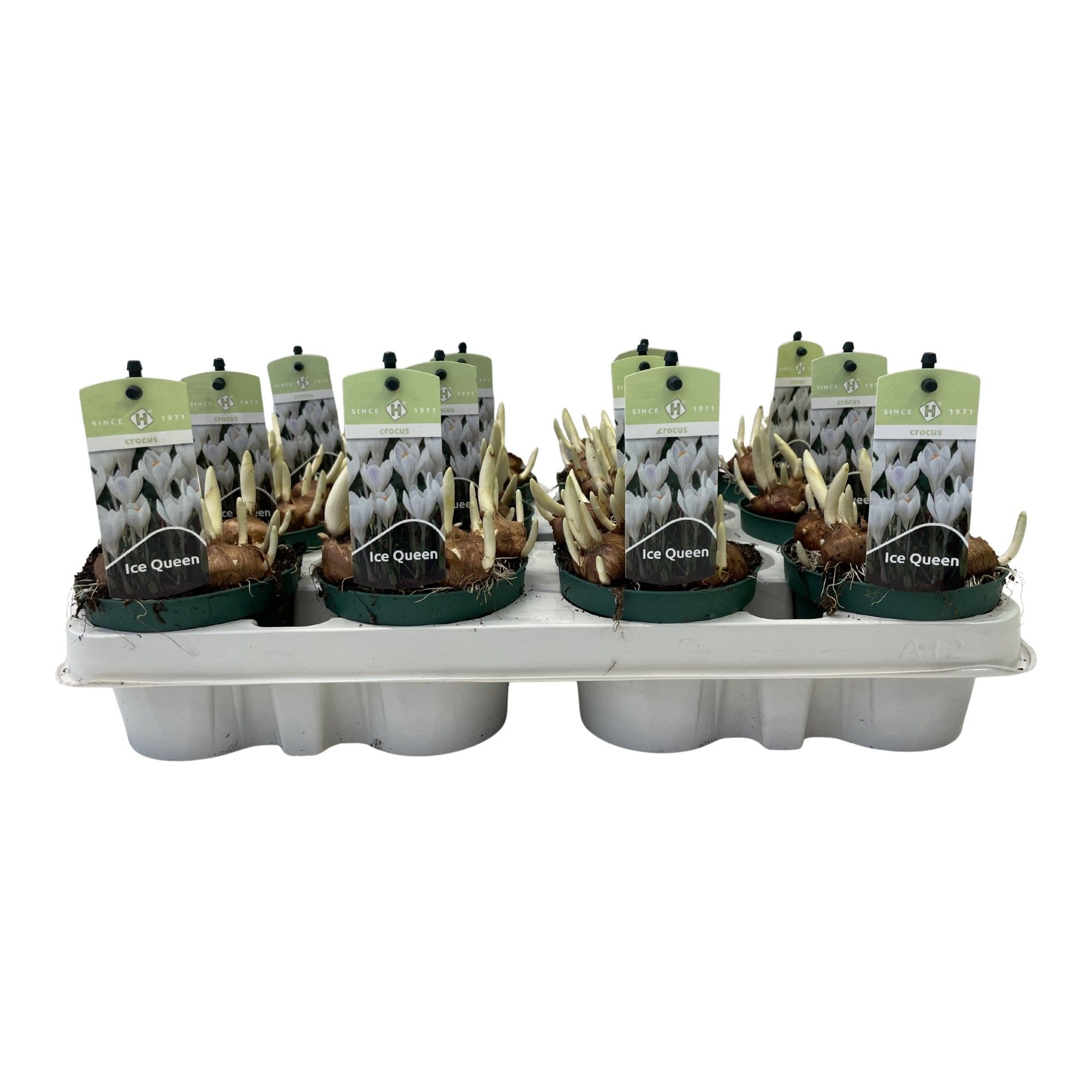 Crocus Ice Queen, D 9