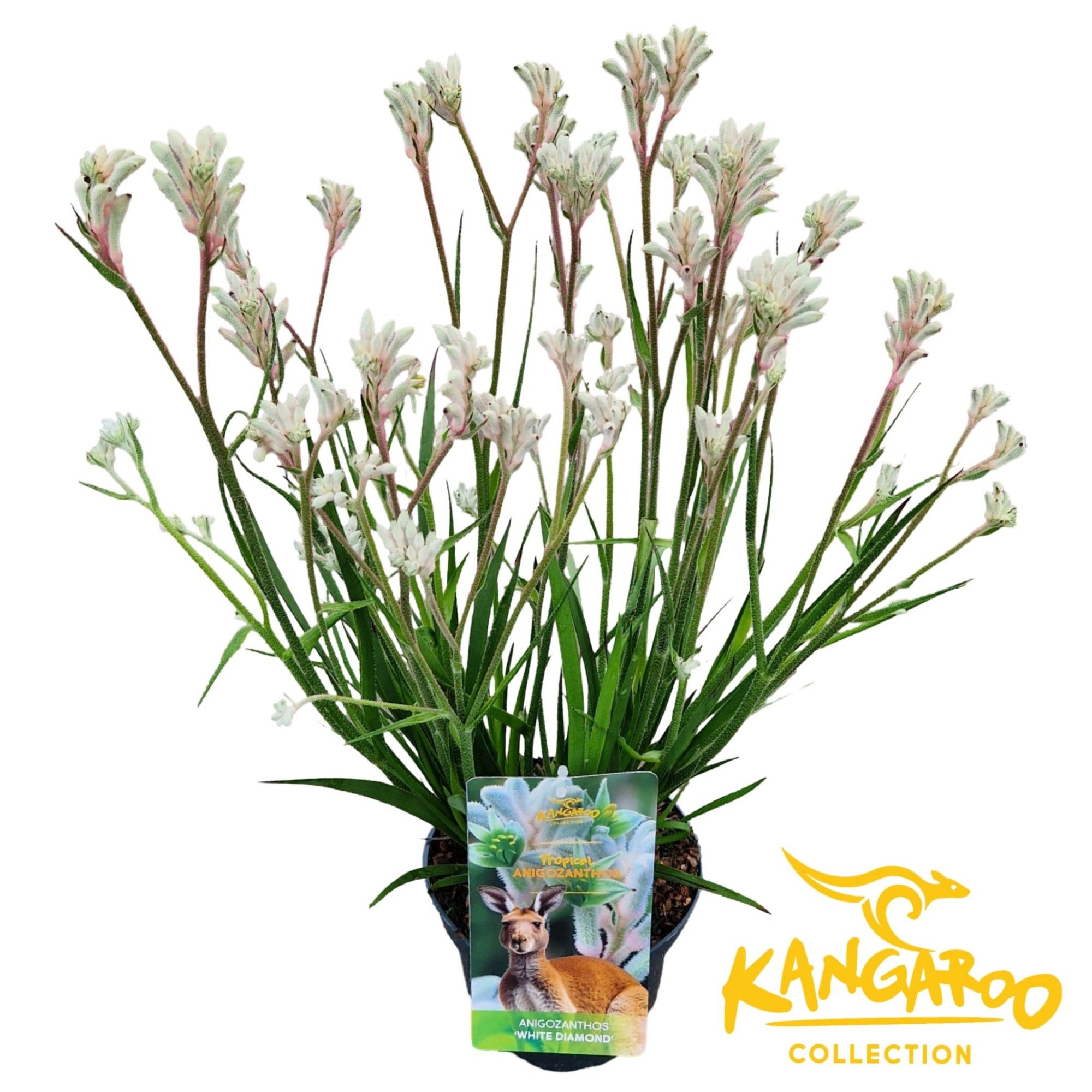 Anigozanthos 'White Diamond', D 17